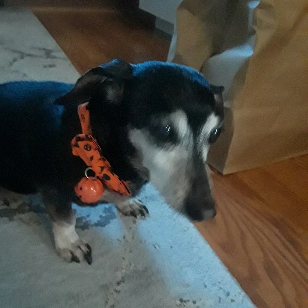 Halloween dog collar